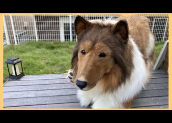 Ξόδεψε 14.000 ευρώ για να γίνει σκύλος – Πάει βόλτα με λουρί και τρώει από μπολ για να είναι «σωστό κατοικίδιο»